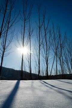 林场雪影