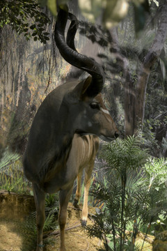 扭角林羚