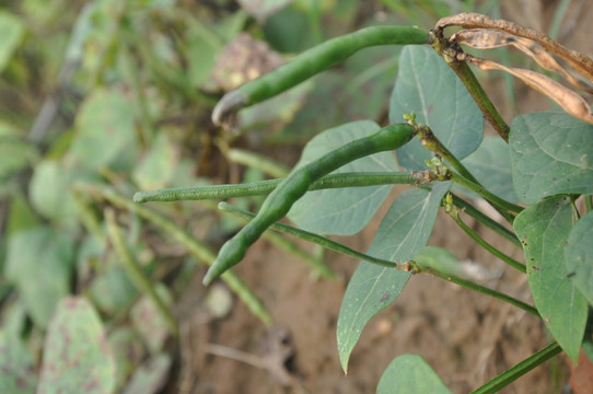 江豆 江豆角