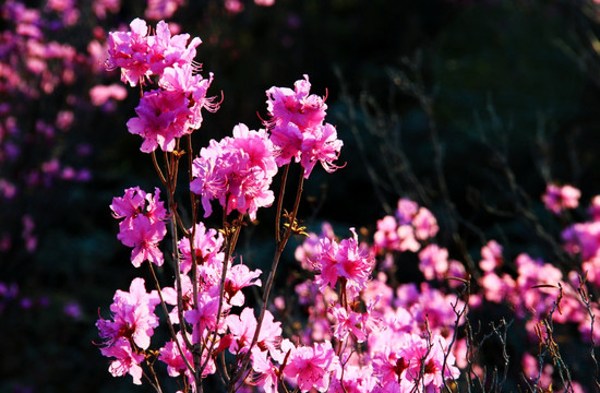春季盛开的杜鹃花