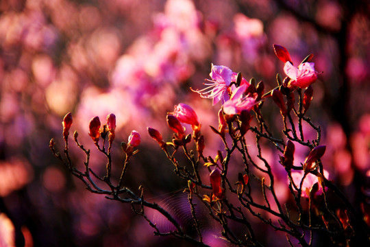 杜鹃花 花蕾