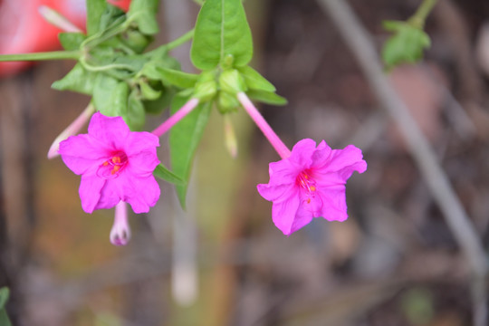 花卉