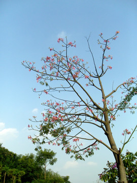 花枝蓝天