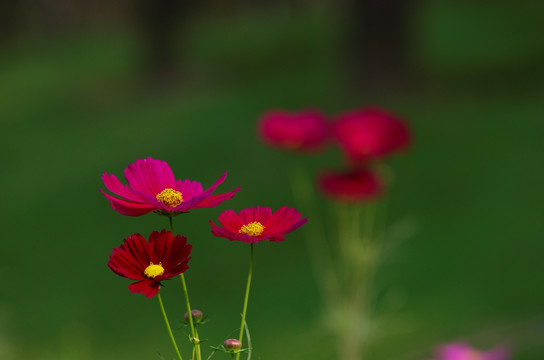 波斯菊