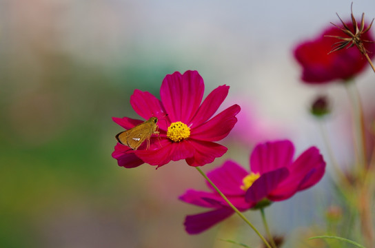 波斯菊