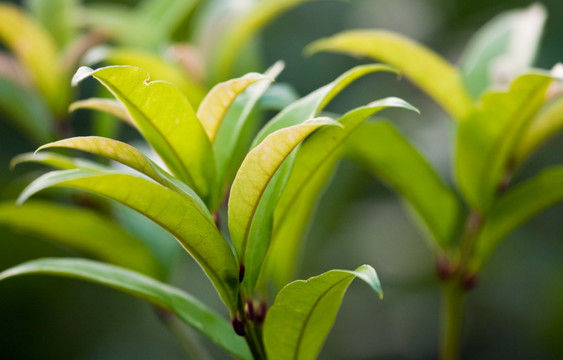 桂花树叶