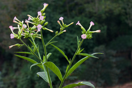 烟叶花