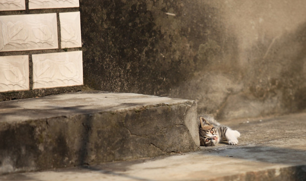 猫 黑花猫 家猫 家畜 宠物