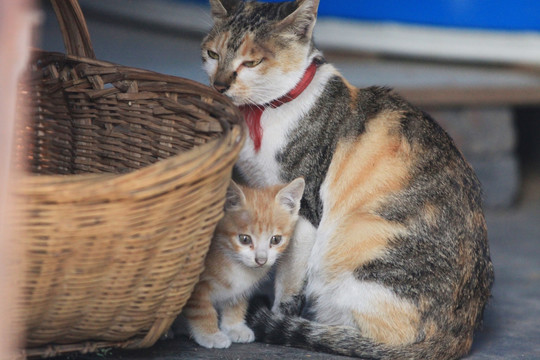 猫 黑花猫 家猫 家畜 宠物