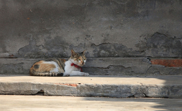 猫 黑花猫 家猫 家畜 宠物