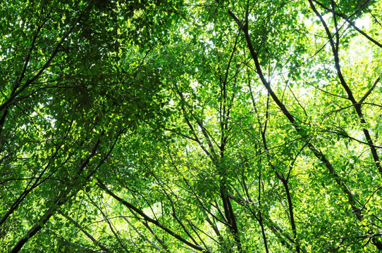 大夫山森林公园 绿树
