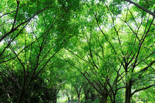 大夫山森林公园 绿树