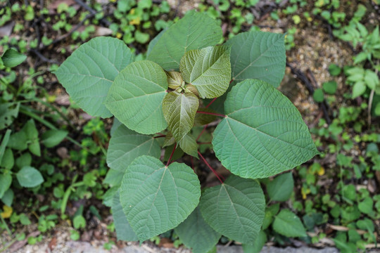 野生植物