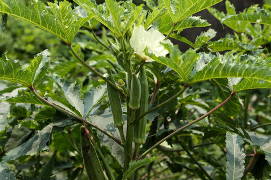 秋葵植物种植