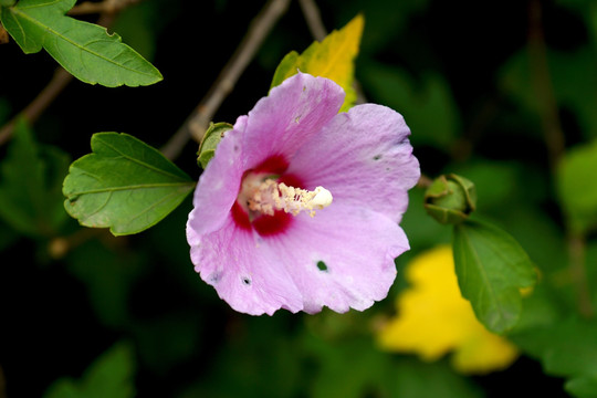 木槿花