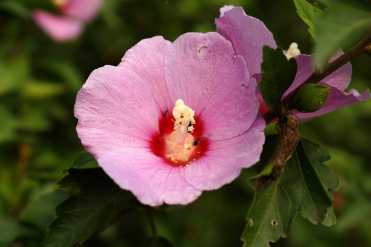 木槿花