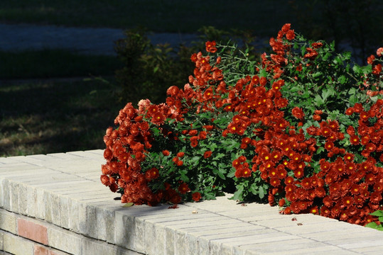 国庆花园 菊花 暗红色雏菊