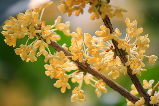 金桂花枝花卉特写