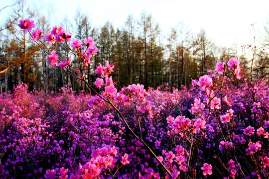 春季盛开的杜鹃花