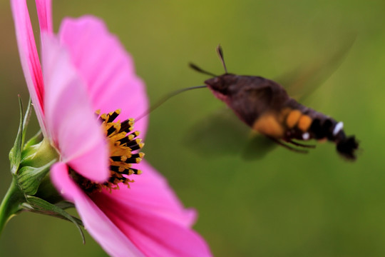 蜂鹅恋花