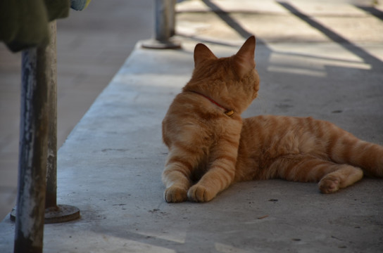 趴在地上扭着头的猫