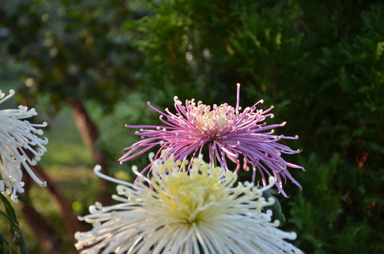 植物园内菊花特写