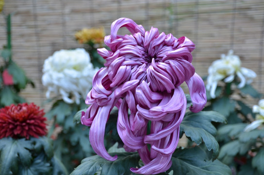 一朵紫色的菊花