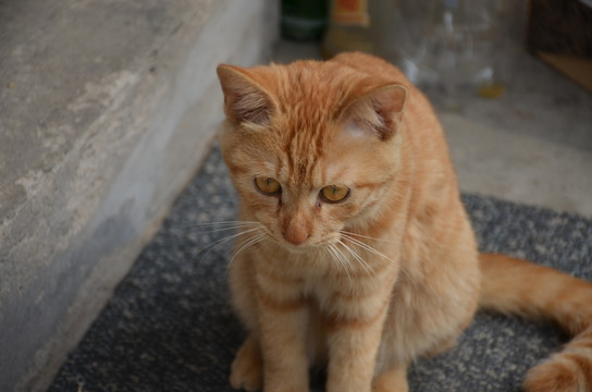 歪着头冥想的猫