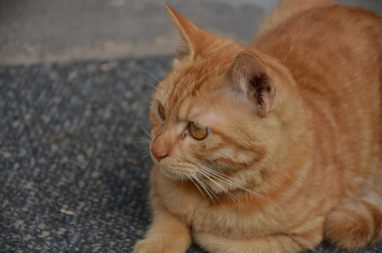 小黄猫特写