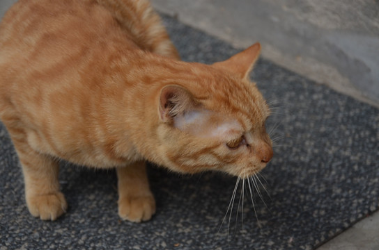 探头探脑的小黄猫