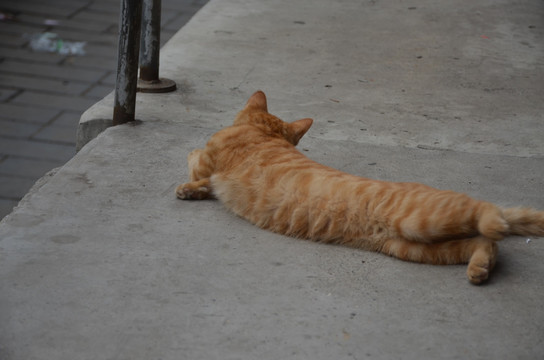 躺在地上打滚的猫