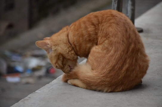 为自己清洗的猫