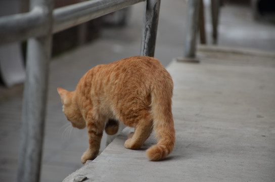 准备跳跃的猫