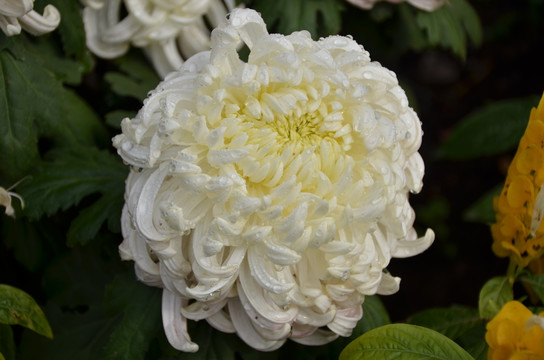 饱满漂亮的白色菊花