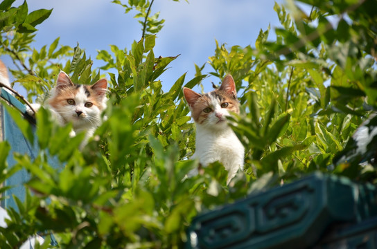 躲在丛林里的小花猫