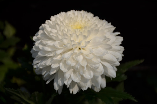 漂亮的白色菊花团