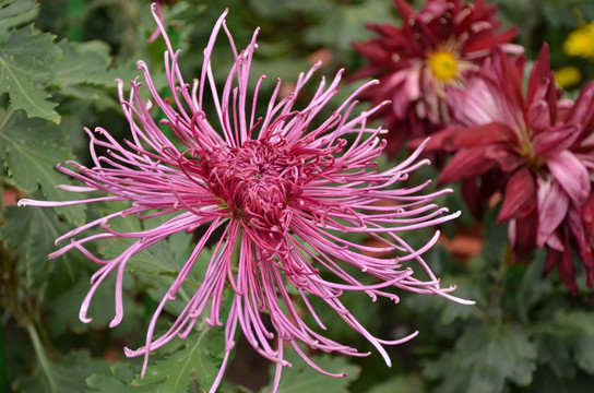 紅色線型菊花