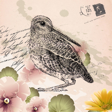 動(dòng)物鳥