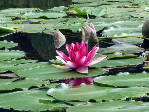 荷花池