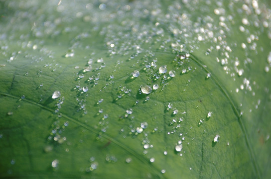 荷叶上的露水珠