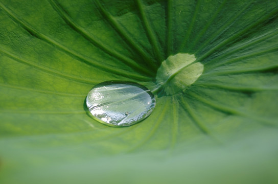 荷叶上滚动的水珠