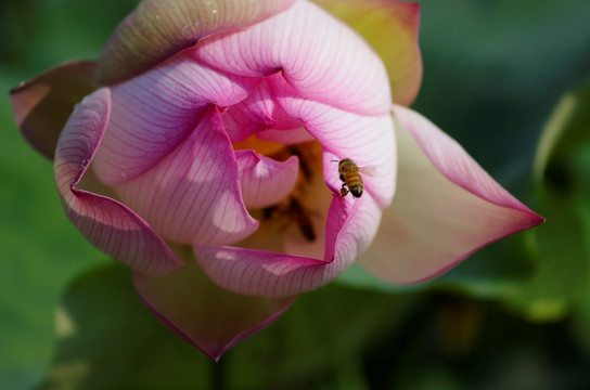 粉红荷花与蜜蜂