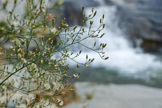 野草流水