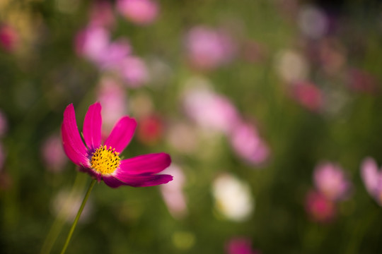 格桑花