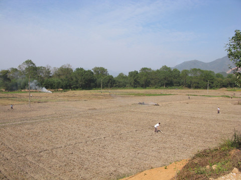 田间劳动场景