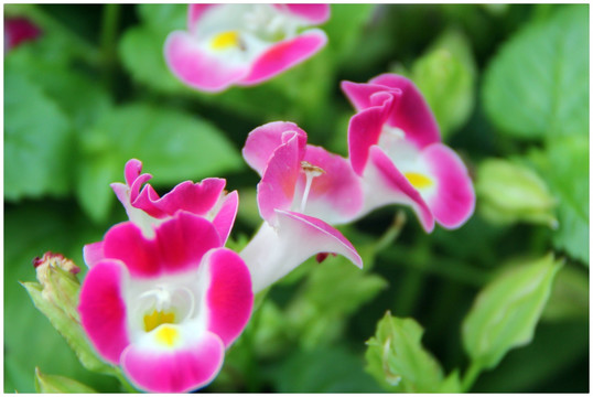 花卉摄影 花草特写