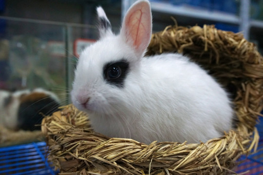 兔子 海棠兔