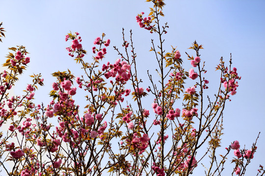 婺源桃花