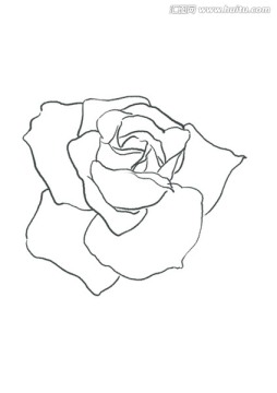 玫瑰 线描 手绘