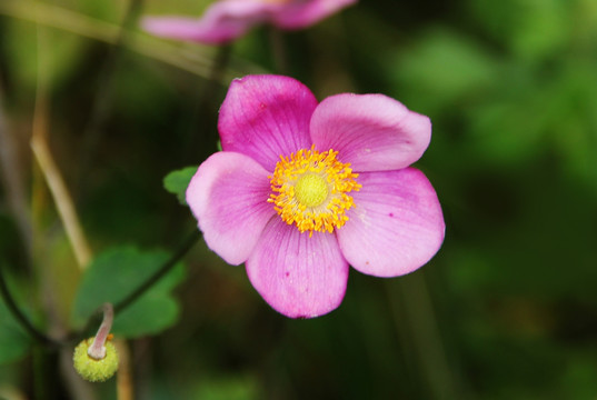 野棉花